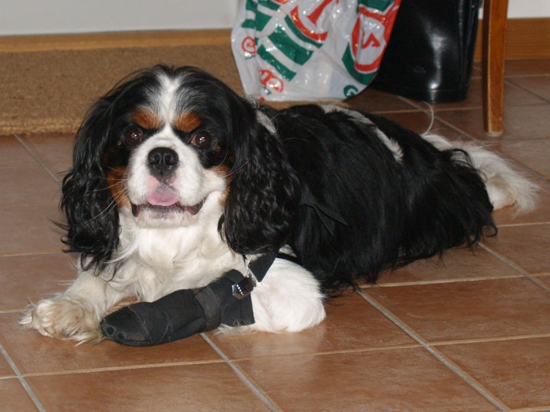 800px_20070114_dog_with_bandaged_foot.jpg